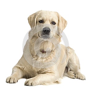 Labrador retriever cream