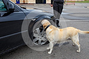 Labrador retriever Customs dog