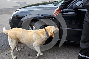 Labrador retriever Customs dog