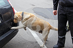 Labrador retriever Customs dog