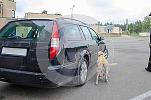 Labrador retriever Customs dog looking for