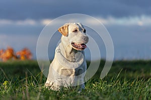 Labrador retriever dog