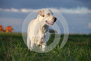 Labrador retriever dog