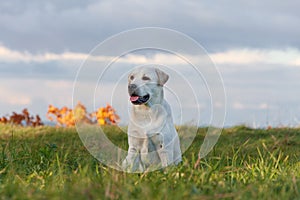 Labrador retriever dog