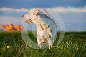 Labrador retriever dog