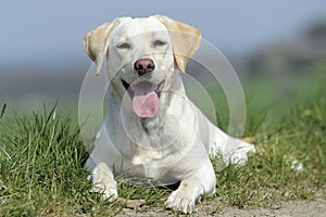 Labrador retriever dog