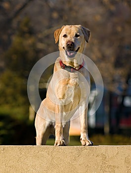 Labrador retriever dog