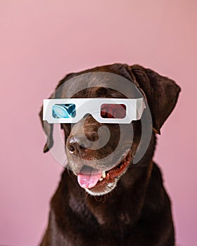 a Labrador retriever dog in 3d glasses on a pink or gray background. stereo glasses for watching movies.