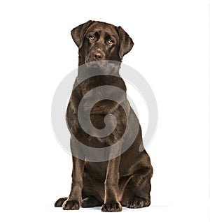 Labrador Retriever dog, 8 months old