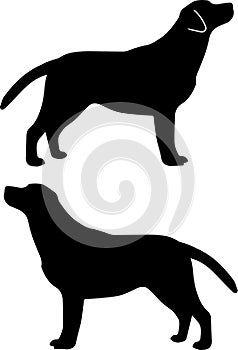 Labrador retriever, dog, animal, pet, vector illustration file