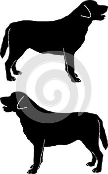 Labrador retriever, dog, animal, pet, vector illustration file