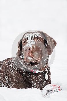 Labrador Retriever Dog breed in winter. Dog running on the snow. Active dog outdoor.
