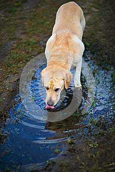 Labrador Retriever dog drinking water from puddle photo