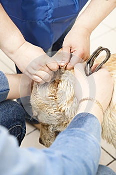 Labrador retriever dog ears cleaning