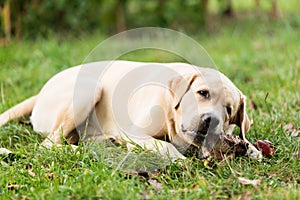 Labrador retriever dog eating