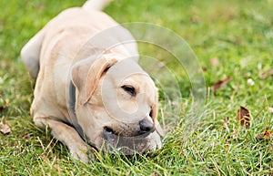 Labrador retriever dog eating