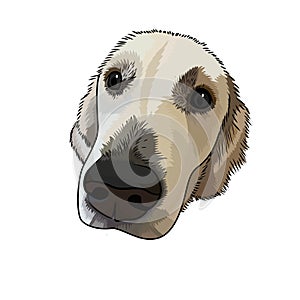 Labrador Retriever Dog face , head looking up innocent vector illustration