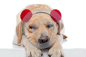 Labrador retriever dog falling asleep and wearing red fluffy balls