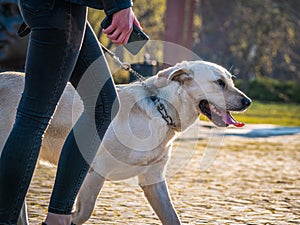 A labrador retriever dog and the female owner walking in the park