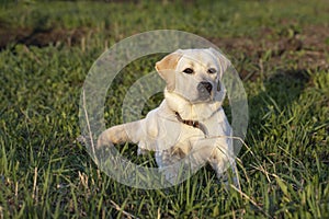 Labrador retriever dog in field. 7 month old puppy looks attentively and warily