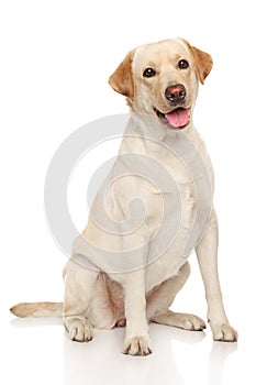 Labrador retriever dog