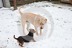 Labrador retriever dog and his friend playing in snow