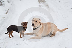 Labrador retriever dog and his friend playing in snow