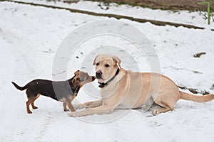 Labrador retriever dog and his friend playing in snow