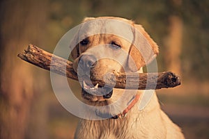 Labrador Retriever dog holding a stick in training