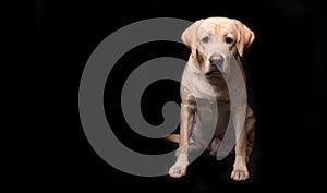 Labrador retriever dog isolated on a black background