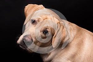 Labrador retriever dog isolated on a black background