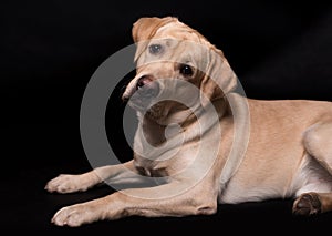 Labrador retriever dog isolated on a black background