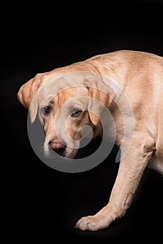 Labrador retriever dog isolated on a black background