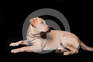 Labrador retriever dog isolated on a black background