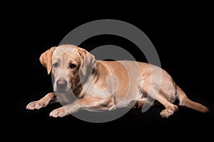 Labrador retriever dog isolated on a black background