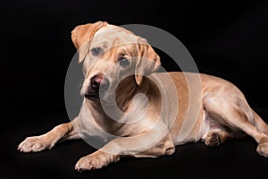 Labrador retriever dog isolated on a black background