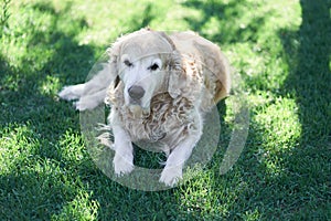 A Labrador retriever dog lies on a flat lawn under a tree in the shade