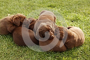 Labrador Retriever dog litter of pups