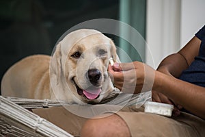 Labrador Retriever dog look at bone snack