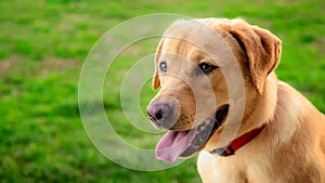 Labrador retriever dog in the meadow