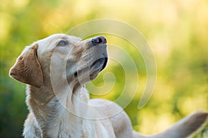 Labrador retriever dog in nature background