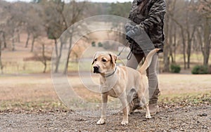 Labrador retriever dog in the nature with owner