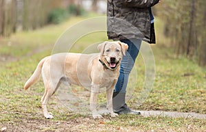 Labrador retriever dog and owner