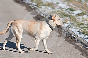 Labrador retriever dog in the park
