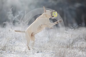 Labrador retriever dog play in snow
