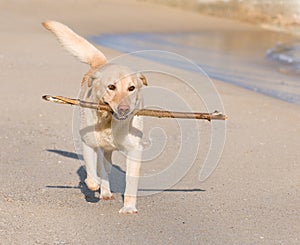 Labrador Retriever dog playing on the beach