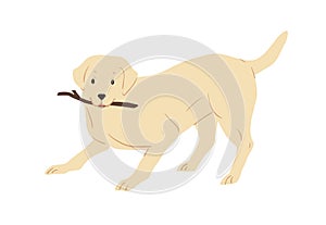 Labrador Retriever dog playing and holding caught stick in mouth. Friendly playful doggy with raised tail. Colored flat