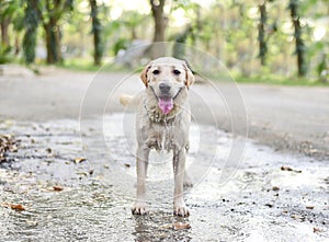 Labrador Retriever dog