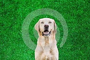 Labrador retriever dog portrait on grass background