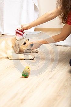 Labrador retriever dog puppy playing with toy at home in living room. Girl puts puppy santa claus hat